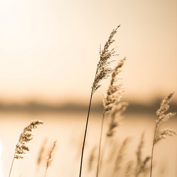 Schilf und Gräser am See im Sonnenuntergang von Voss Fine Art Fotografie