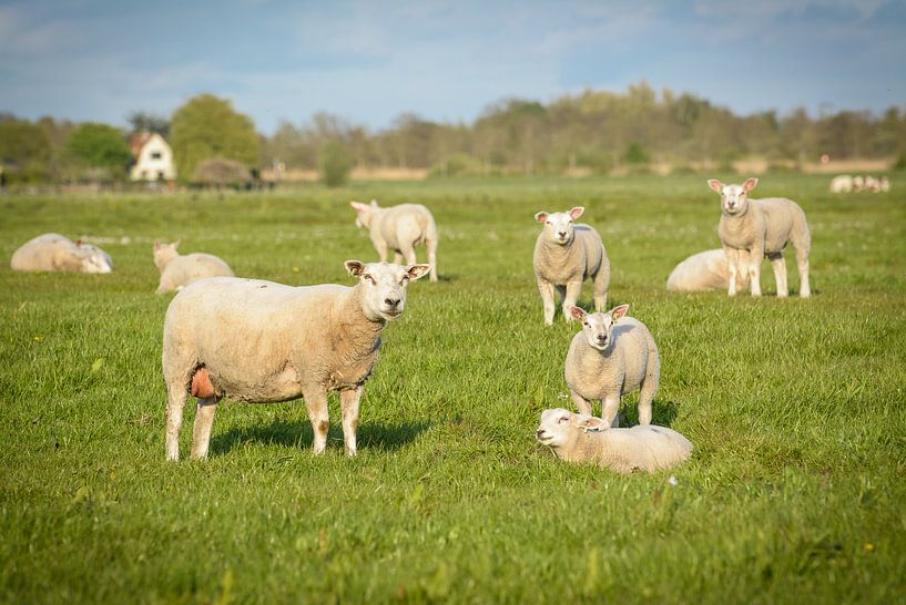 The sheep and lambs in the meadow are looking your way by Michel Geluk