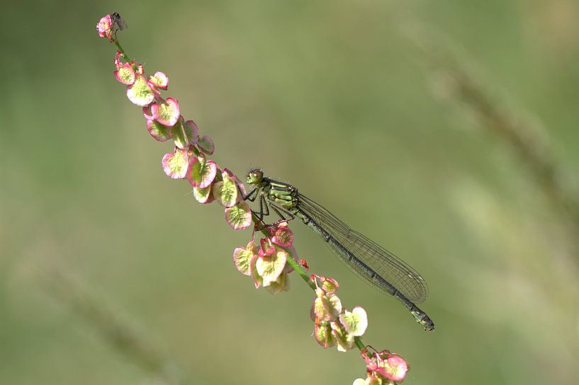 Grote roodoogjuffer von Hans Hendriks