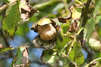 Walnoot op het punt van vallen
