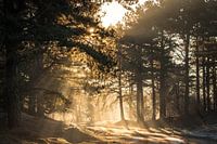 Rayons de soleil dans la forêt