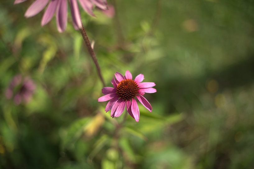 rosa Blume von harm Henstra