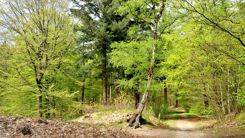Spring opening in the forest by Corinne Welp