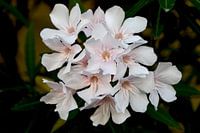 Witte oleander