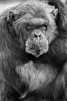 Chimpansee met zijn armen over elkaar