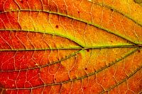Close-up of a warm red autumn leaf