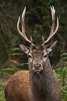 Junges Rotwild während eines Regenschauers in Oostvaardersplassen