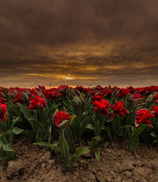 Tulpen in Holland von Dennie Jolink