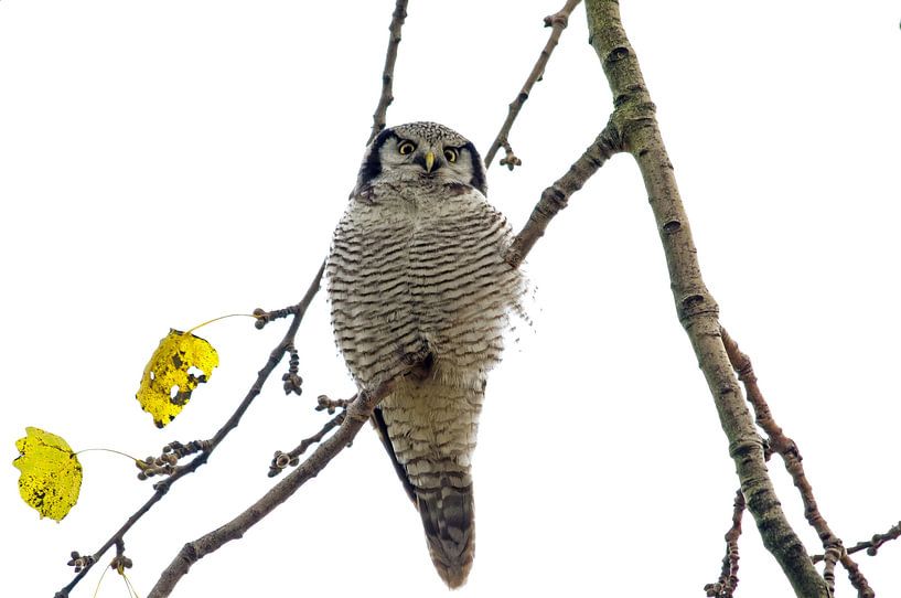 Eule von Corrie Post