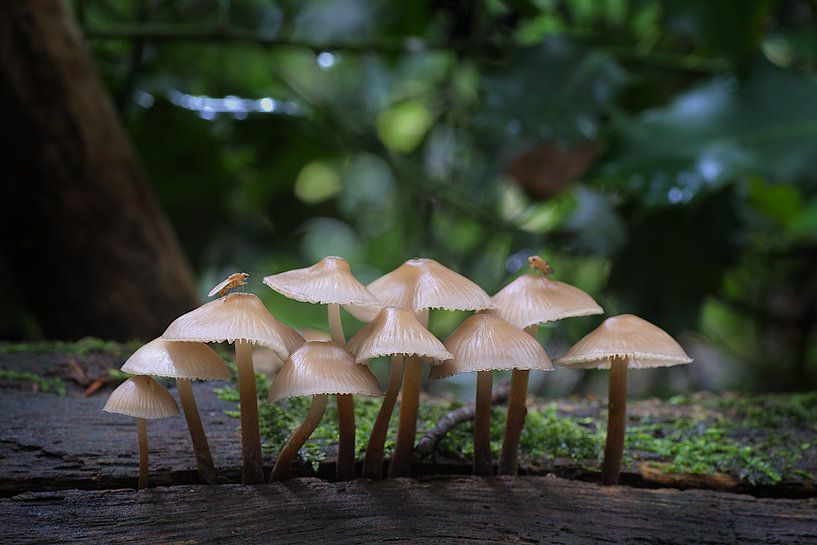 Pilz 2020 von Gerhard Hoogterp