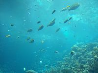 Wundersame Unterwasserwelt