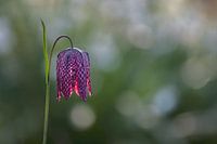 Fritillaria meleagris, Lapwing flower