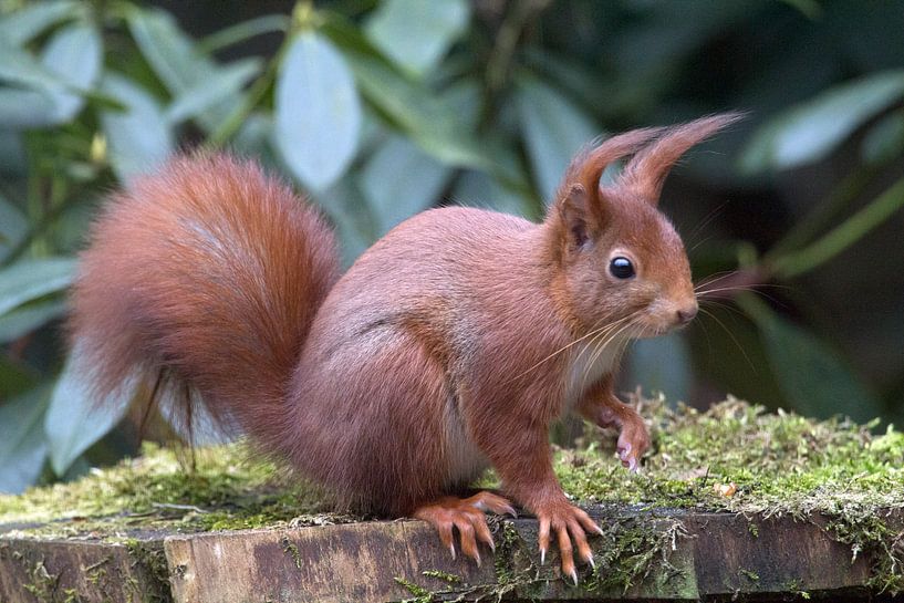 Nieuwsgierige eekhoorn von Tekstvaart Photography