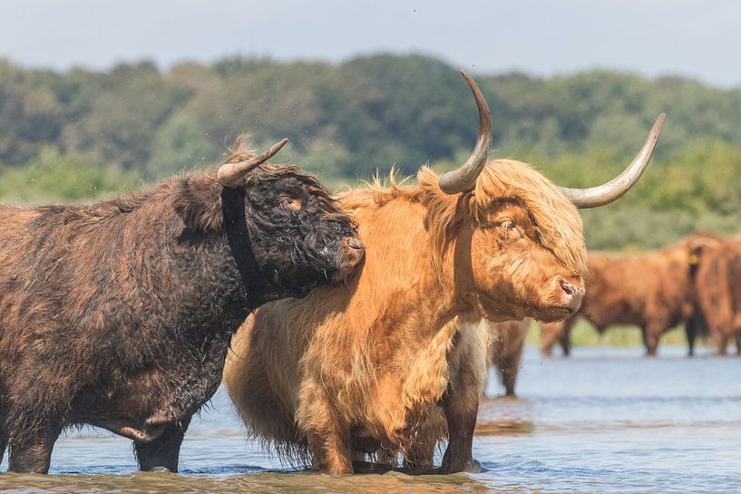 Schottische Hochlandbewohner im Wasser von Anne Zwagers