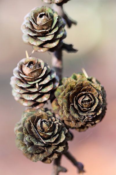 pommes de pin par Marieke Funke