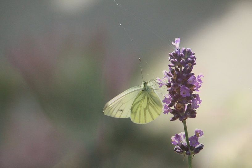 Schmetterling von Art. by Janine