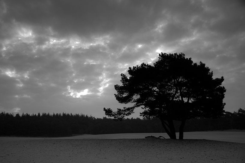 Baumsilhouette bei Sonnenaufgang von Marco de Groot