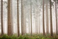 Bois de pins dans la brume | Arbres aux Pays-Bas, Veluwe