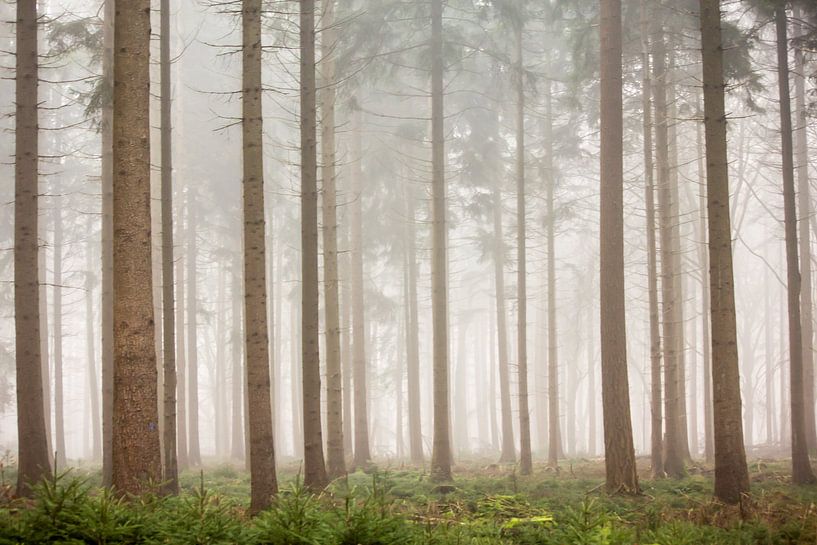 Kiefernwälder im Nebel | Bäume in den Niederlanden, Veluwe von Dylan gaat naar buiten