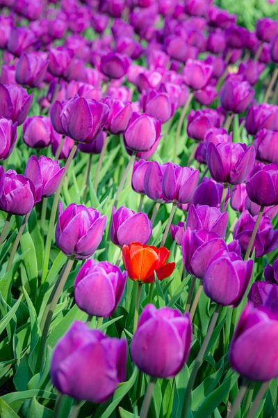 La couleur est seulement la lumière du soleil qui reflète différemment. par Pascal Raymond Dorland