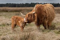 Scottish highlander with calf