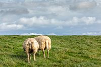 Ik keer je mooi de kont toe