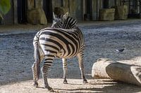 Looking over your shoulder