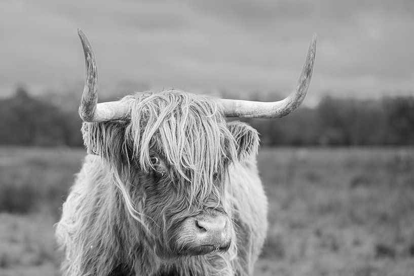 Scottish highlander, tough, black, white by M. B. fotografie