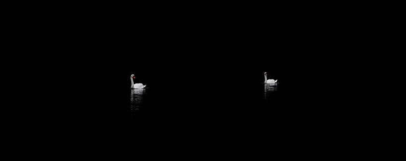 Swans by BL Photography