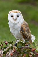 Barn owl sits, stump with berries