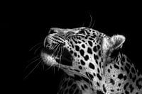 The leopard looking away on the black background