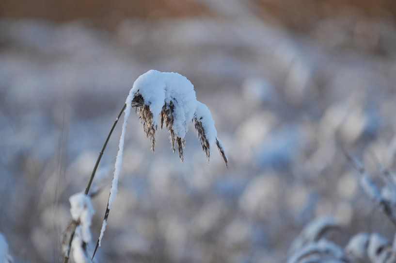 Schilfrohrfahne im Schnee von Emi Barendse