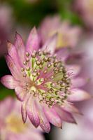 Lila/rosa Zeeland-Knopf/Astrantia