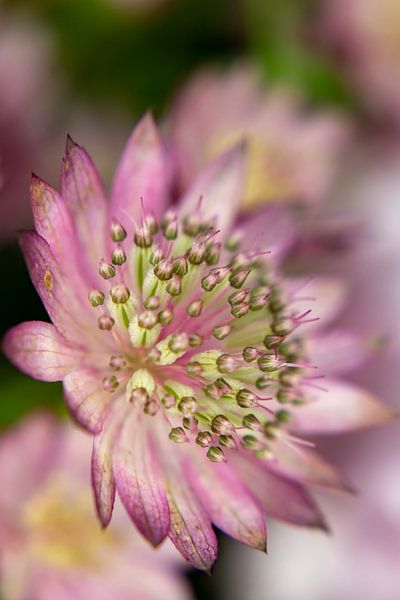 Lila/rosa Zeeland-Knopf/Astrantia von Chantal Verspeek