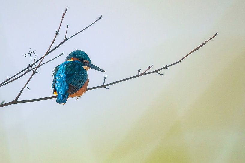 Kingfisher by rik janse