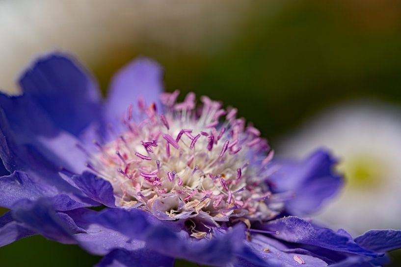 Blühende Blume. von Anneke Hooijer