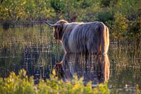 Highlander écossais dans l'eau