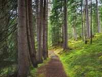 Sentier de randonnée dans la forêt alpine