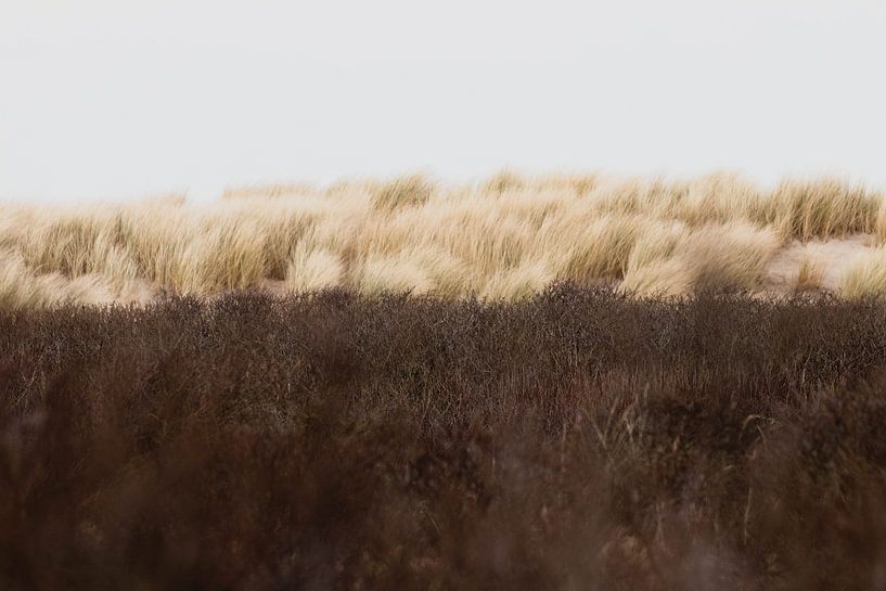 Dünen im Westduinpark in Scheveningen von Anne Zwagers