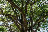 Der grüne, üppige Wald der loonse en drunense duinen in Drunen,