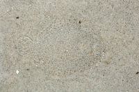 Ein Steinbutt (Scophthalmus maximus) getarnt auf dem Meeresboden, Schiermonnikoog, Friesland, Nieder