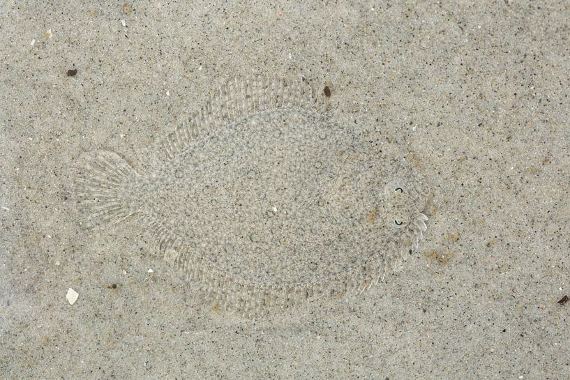 Ein Steinbutt (Scophthalmus maximus) getarnt auf dem Meeresboden, Schiermonnikoog, Friesland, Nieder von Nature in Stock