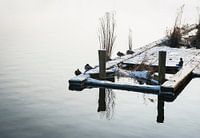 Schlafende Enten im Schnee