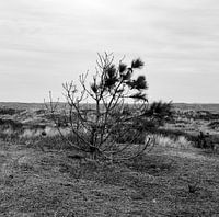 der holländische Joshua-Baum von U2