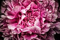 Peony Splendor (Wassertropfen)