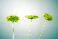 Drie groene bloemen op een rij in het ochtendlicht
