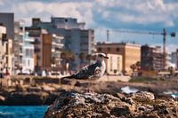 Portrait d'une mouette à Gallipoli