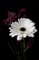 Flower Gerbera white