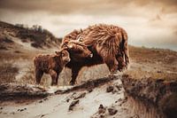 Scottish highlander with calf