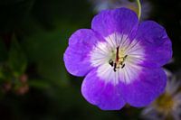 Lila Blumen Makrofotografie